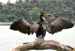 Kormoran am Lake Duluti &copy; Foto: Susanne Schlesinger | Outback Africa