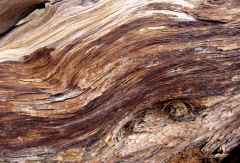 Abstraktes Holz, Düne 45 &copy; Foto: Susanne Schlesinger | Outback Africa