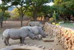 Ants Nest, Breitmaulnashörner im Gehege &copy; Foto: Jens Doering | Outback Africa