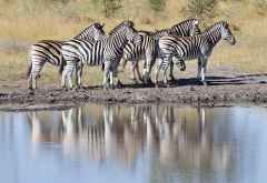 Zebras im Kwando-Reservat &copy; Foto: Marco Penzel | Outback Africa