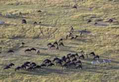 Massai Mara , Kleinere Herde vom Ballon aus gesehen &copy; Foto: Susanne Schlesinger | Outback Africa