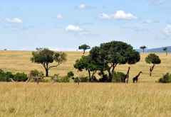 Giraffen in der Mara North Conservancy &copy; Foto: Marco Penzel | Outback Africa