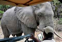 Elefantenbegegnung auf einer Pirschfahrt im Nyerere Nationalpark, Südtansania &copy; Foto: M. Riede / R. Kausen