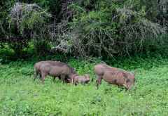 Warzenschweine im Lake Mburo Nationalpark &copy; Foto: Svenja Penzel @ Outback Africa
