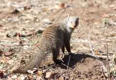 Zebramanguste, Krüger Nationalpark &copy; Foto: Doreen Schütze | Outback Africa