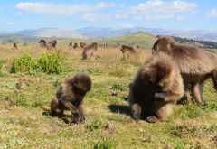 Dsheladas (Blutbrutpaviane) im Semien-Gebirge, Äthiopien &copy; Foto: René Schmidt | Outback Africa