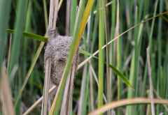 Webervogelnest am Lake Duluti &copy; Foto: Susanne Schlesinger | Outback Africa