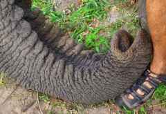 Living with Elephants, Sanfte Riesen auf Kuschelkurs © Foto: Jens Döring | Outback Africa