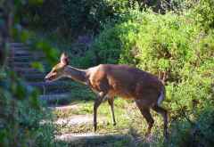 Buschbock im Tsitsikamma Nationalpark &copy; Foto: Ines Schulze