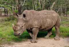 Northern White Rhino in Ol Pejeta &copy; Foto: Svenja Penzel | Outback Africa