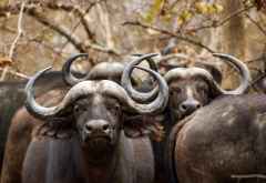 Büffel im Kafue Nartionalpark &copy; Foto: Renate Kausen und Maik Riede