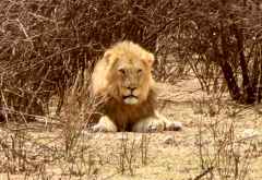 Löwe im Etosha Nationalpark &copy; Foto: Heidi Lang