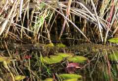 Gut getarntes Krokodil, Okavango &copy; Foto: Susanne Schlesinger | Outback Africa