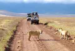 Pirschfahrt im Ngorongoro-Krater &copy; Foto: Judith Nasse | Outback Africa