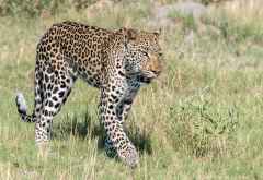 Leopard im Okavango-Delta &copy; Foto: Marco Penzel | Outback Africa
