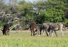 Esel in den Sumpfwiesen um Nxamaseri &copy; Foto: Susanne Schlesinger | Outback Africa