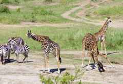 Giraffen und Zebras, Nordserengeti &copy; Foto: Judith Nasse | Outback Africa Erlebnisreisen