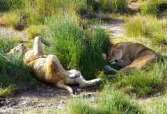 Löwen bei der Siesta &copy; Foto: Judith Nasse | Outback Africa Erlebnisreisen