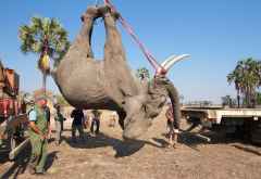 Ein betäubter Elefant wird in Liwonde per Kran verladen, um ihn nach Nkhotakota umzusiedeln. &copy; Foto: Frank Weitzer | African Parks