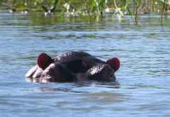 Hippo im Shire-Fluss &copy; Foto: Susanne Schlesinger | Outback Africa
