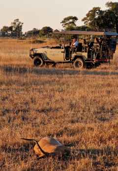 Warten auf Raubkatzen, die das Beutetier holen kommen, Mokolwane Camp &copy; Foto: Ulrike Pârvu | Outback Africa Erlebnisreisen
