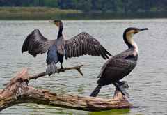 Kormorane am Lake Duluti &copy; Foto: Susanne Schlesinger | Outback Africa