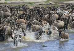 Gnus und Zebras überqueren den Mara-Fluss in der Nordserengeti, Tansania &copy; Foto: Marco Penzel | Outback Africa