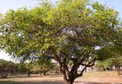 Affenbrotbaum, Bilene, Mosambik &copy; Foto: Doreen Schütze | Outback Africa