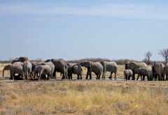Große Elefantenherde am Wasserloch, Etoscha Nationalpark &copy; Foto: Susanne Schlesinger | Outback Africa