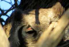Blassuhu (Milchuhu), Moremi &copy; Foto: Susanne Schlesinger | Outback Africa