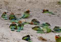 Selous Game Reserve, Weißstirnspinte (White-fronted bee-eaters) beim Sandbad &copy; Foto: Ulrike Pârvu | Outback Africa