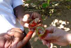Natürliche Luppenfarbe &copy; Foto: Angelika Krüger | Outback Africa