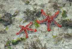 Seesterne im seichten Wasser bei Ebbe vor der Küste Sansibars &copy; Foto: Marco Penzel | Outback Africa