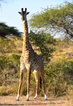 Ruaha Nationalpark, Giraffe &copy; Foto: Ulrike Pârvu | Outback Africa