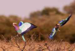 Farbenfrohe Gabelracken &copy; Foto: Doreen Schütze | Outback Africa