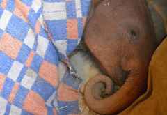 Ashaka, Sheldrick Wildlife Trust &copy; Foto: Susanne Schlesinger | Outback Africa