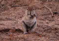 Erdhörnchen &copy; Foto: Doreen Schütze | Outback Africa