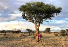 Baumumarmung in Loisaba &copy; Foto: Svenja Penzel | Outback Africa
