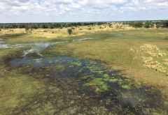 Delta-Landschaft aus niedriger Höhe, Helikopter-Flug im Okavango-Delta © Foto: Svenja Penzel | Outback Africa