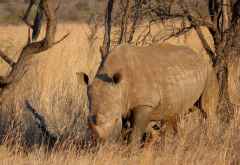 Black Rhino Lodge, Nashorn &copy; Foto: Jens Doering | Outback Africa