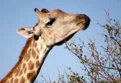 Giraffe, Moremi &copy; Foto: Susanne Schlesinger | Outback Africa