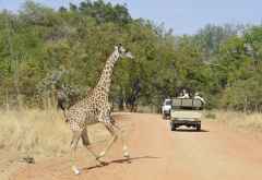 Im zentralen Teil des Nationalparks begegnen wir wieder häufiger anderen Fahrzeuge. &copy; Foto: Marco Penzel | Outback Africa