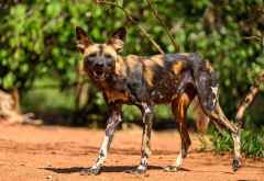 Wildhund im Mkomazi Nationalpark &copy; Foto: Bernd Nill | African View Lodges