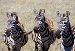 Zebras im Ngorongorokrater &copy; Foto: Judith Nasse | Outback Africa