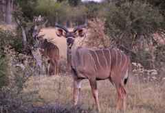 Kudus im Savutigebiet © Foto: Doreen Schütze | Outback Africa