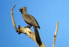 Graulärmvogel (Grey Go-away-Bird), Mahango Game Reserve &copy; Foto: Susanne Schlesinger | Outback Africa
