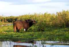Büffel auf einer Insel im Lake Nzerakera,Nyerere Nationalpark &copy; Foto: Svenja Penzel | Outback Africa