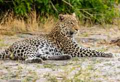 Leopard im Moremi Wildreservat &copy; Foto: Marco Penzel | Outback Africa