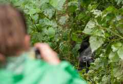 Gorilla-Begegnung im Bwindi Nationalpark, Uganda &copy; Foto: Marco Penzel | Outback Africa