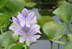 Dickstielige Wasserhyazinthe (Eichhornia crassipes) am Shire-Fluss, Liwonde &copy; Foto: Susanne Schlesinger | Outback Africa